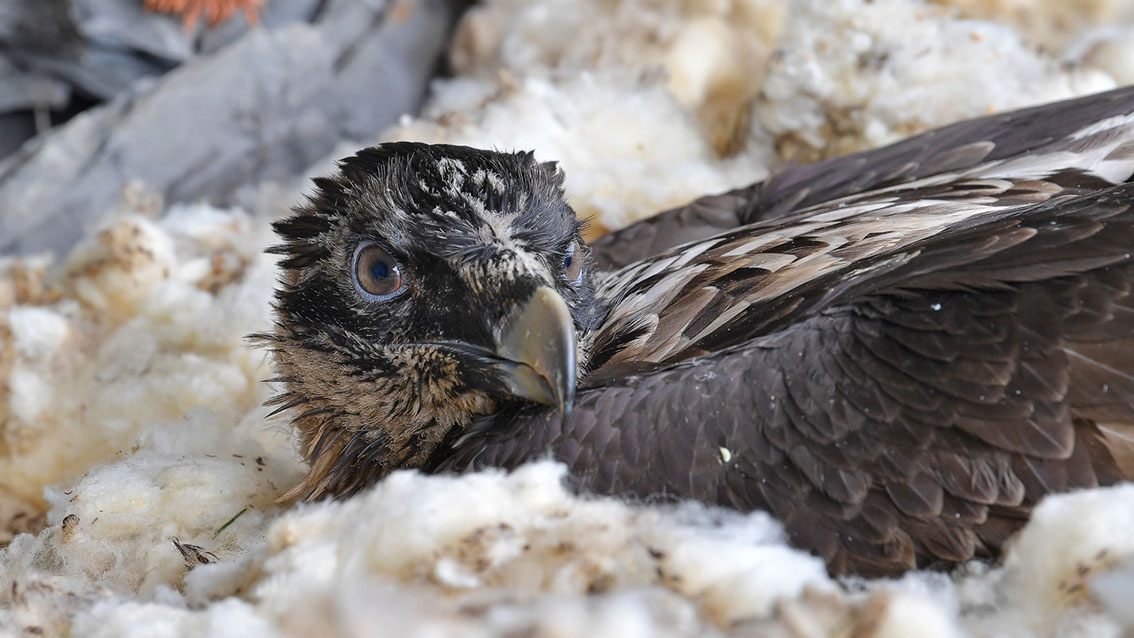 Bartgeier Schweiz Alpen fliegend Adult Gyaéte en vol Lammergeier Bearded Vulture