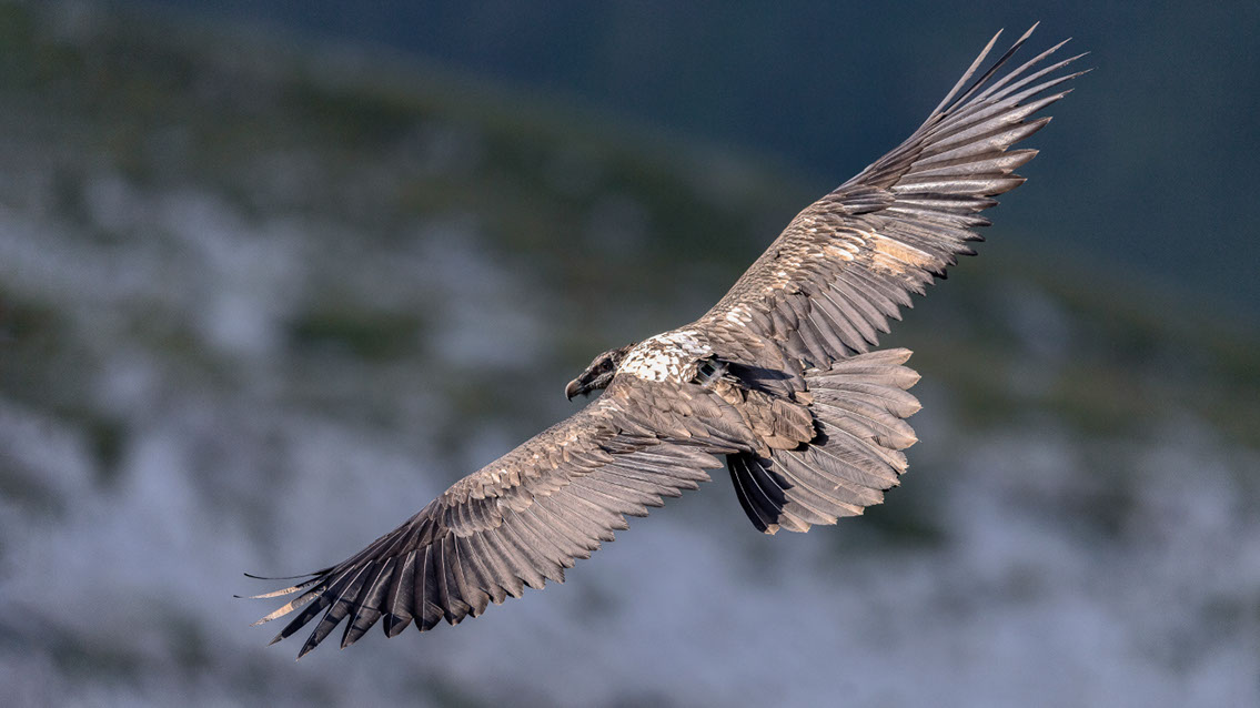 Bartgeier Bartgeier, Gypaète Barbu, Quebrantahuesos, Lämmergeier, Lammergeier,