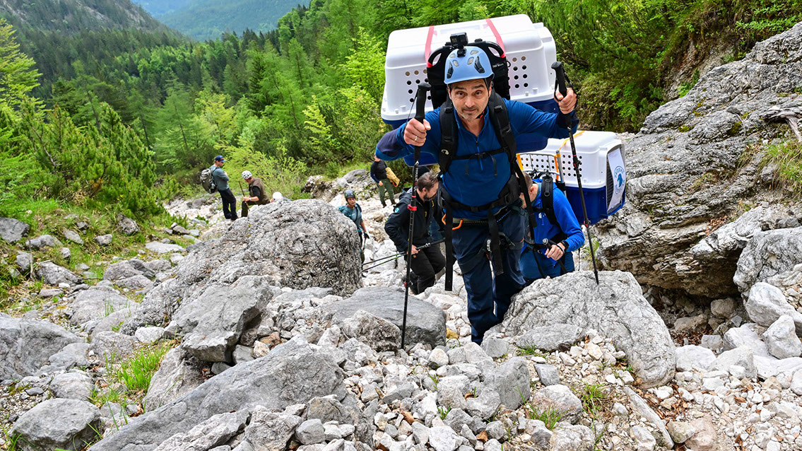 Bartgeier Bartgeier, Gypaète Barbu, Quebrantahuesos, Lämmergeier, Lammergeier,