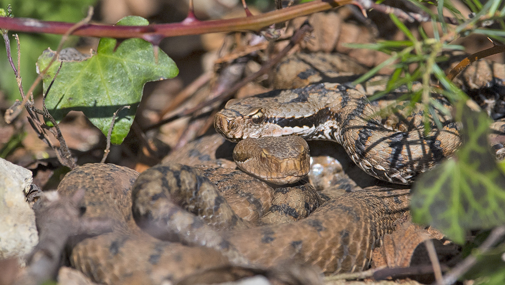 Bartgeier, Gypaète Barbu, Quebrantahuesos, Lämmergeier, Lammergeier, 