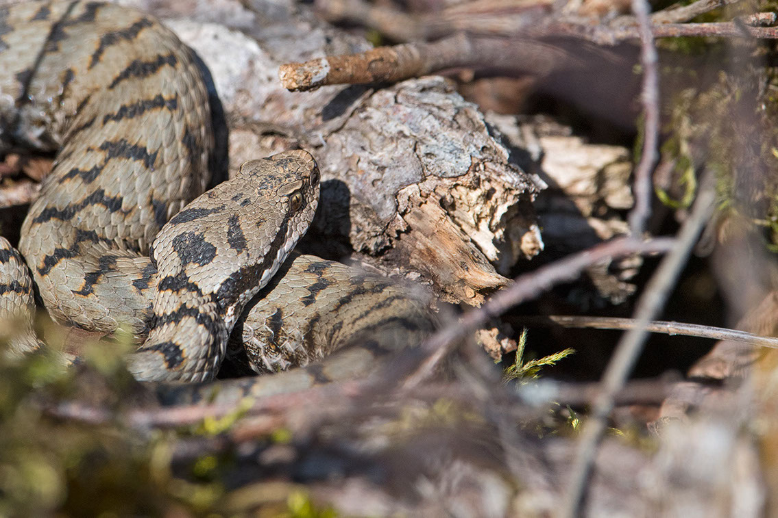 Bartgeier, Gypaète Barbu, Quebrantahuesos, Lämmergeier, Lammergeier, 
