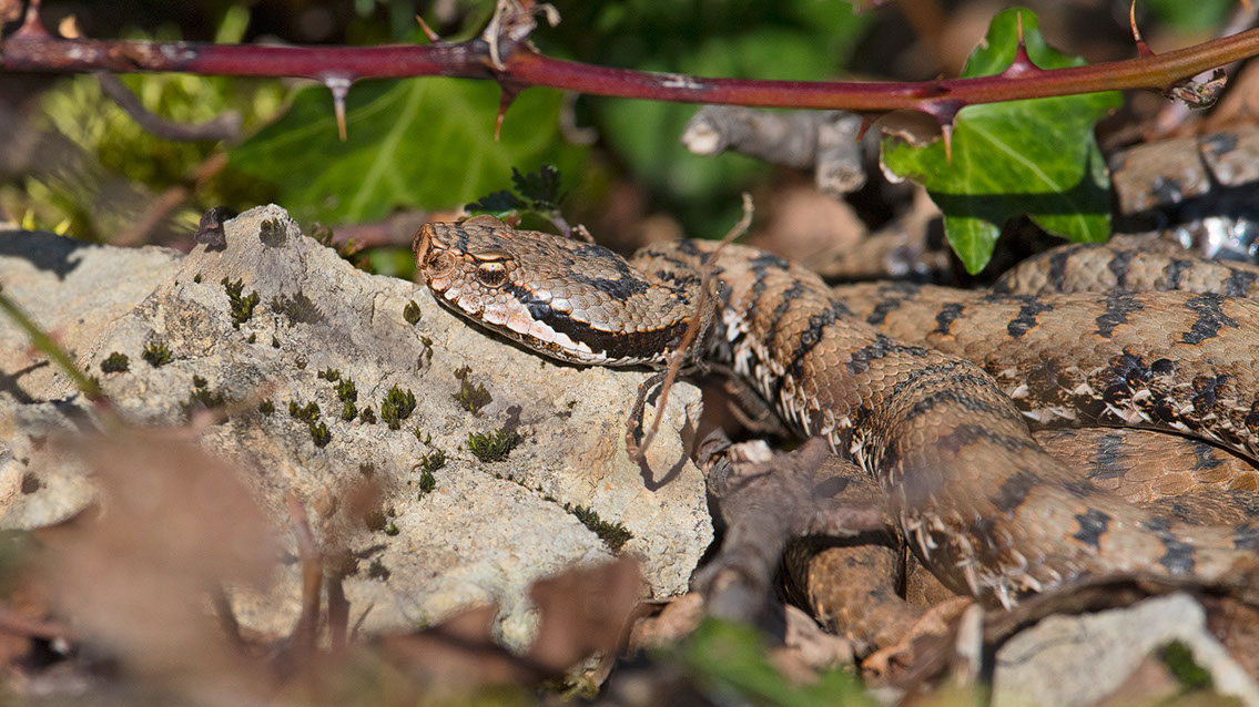 Bartgeier, Gypaète Barbu, Quebrantahuesos, Lämmergeier, Lammergeier, 