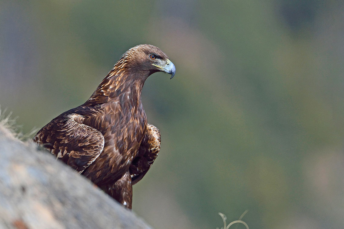 Bartgeier, Gypaète Barbu, Quebrantahuesos, Lämmergeier, Lammergeier, 