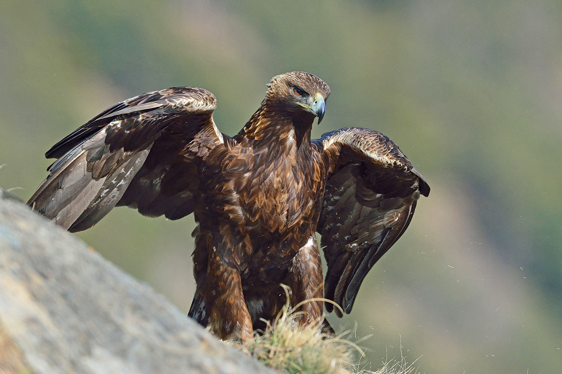 Bartgeier, Gypaète Barbu, Quebrantahuesos, Lämmergeier, Lammergeier, 