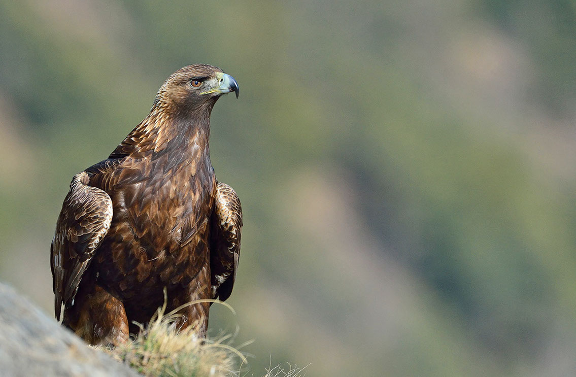 Bartgeier, Gypaète Barbu, Quebrantahuesos, Lämmergeier, Lammergeier, 