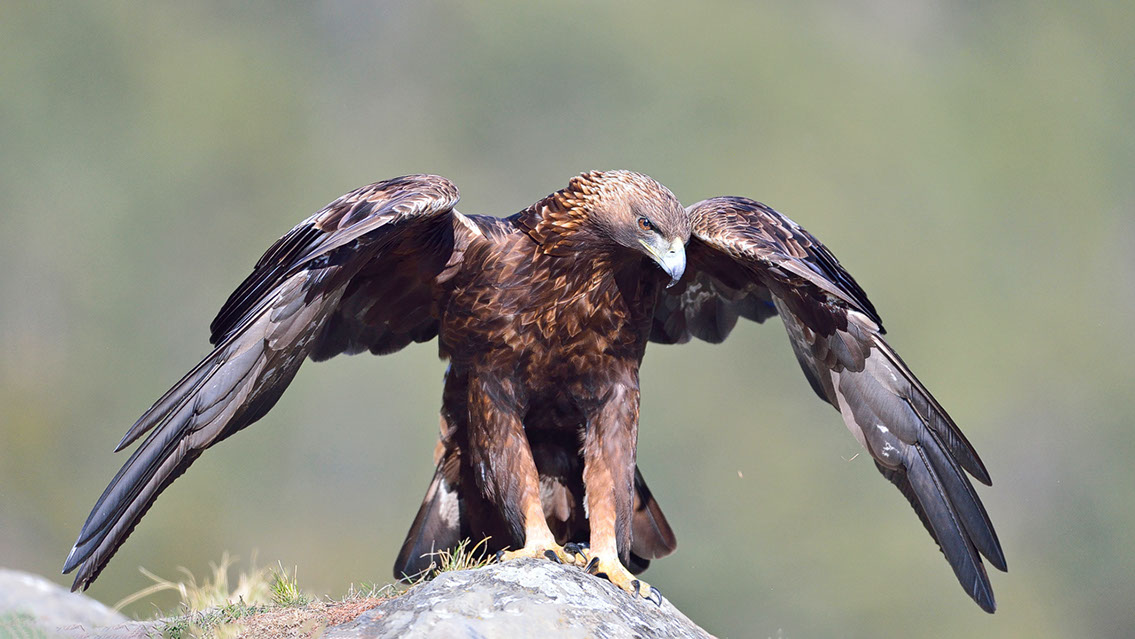 Bartgeier, Gypaète Barbu, Quebrantahuesos, Lämmergeier, Lammergeier, 
