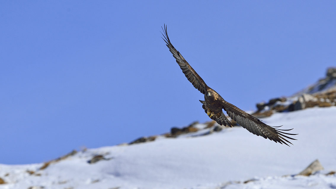 Wallis, Steinadler, Golden Eagle, Alpen, Swiss Alps, 