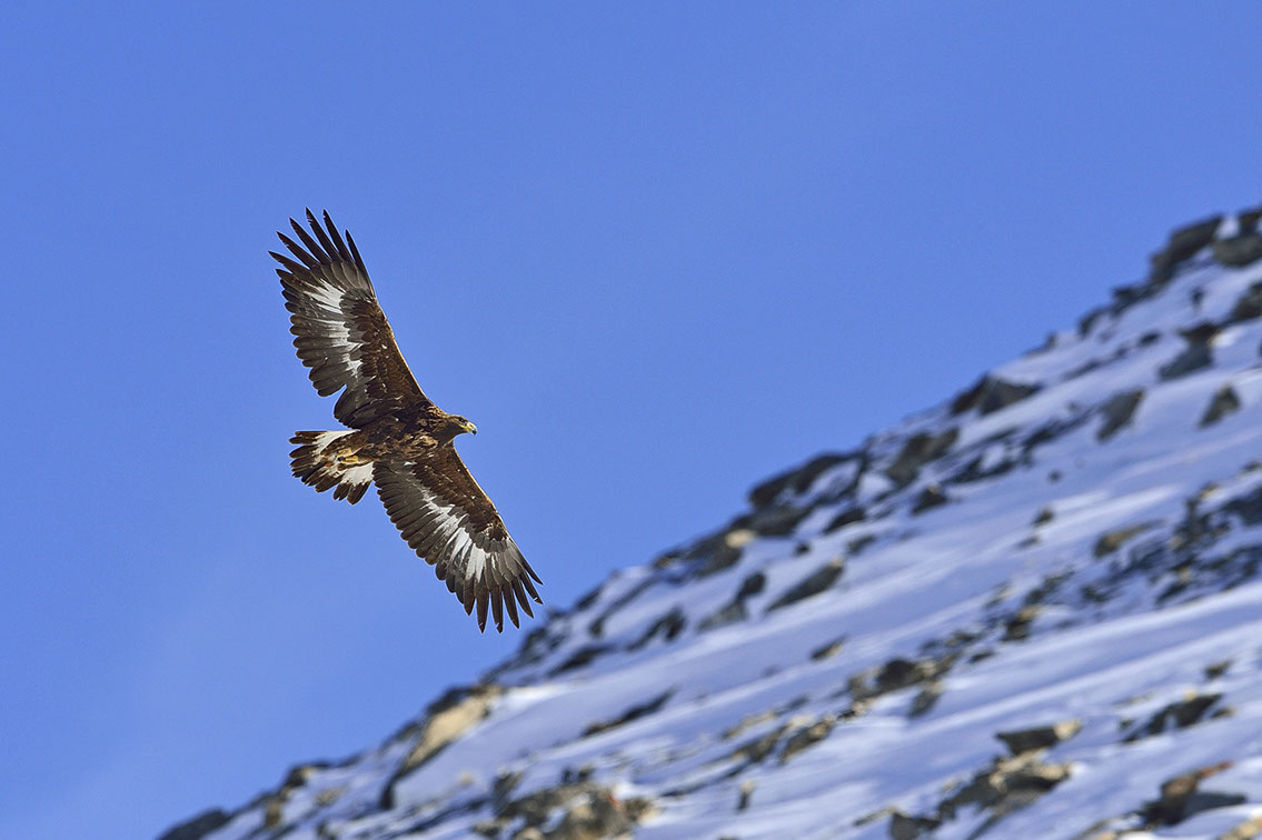 Bartgeier, Gypaète Barbu, Quebrantahuesos, Lämmergeier, Lammergeier, 
