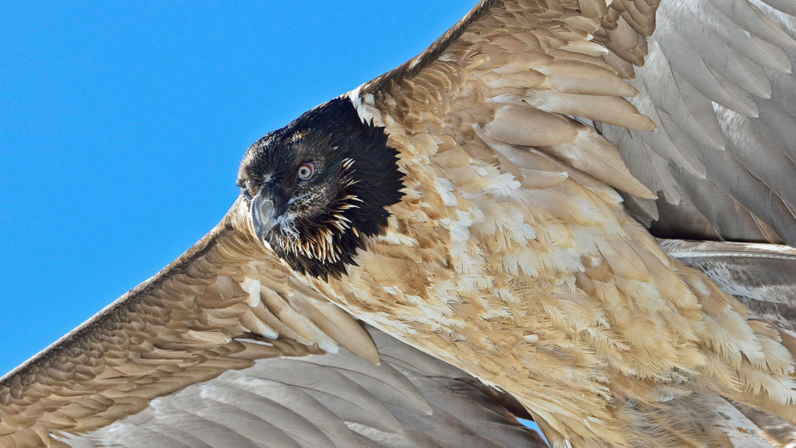 Bartgeier, Gipeto, Lammergeier, Bearded Vulture, Gypaète, Gypaetus barbatus, 