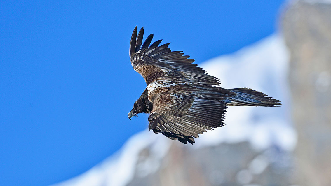 Bartgeier, Gipeto, Lammergeier, Bearded Vulture, Gypaète, Gypaetus barbatus, fliegend, sitzend, Alpen, Swiss Alps, 