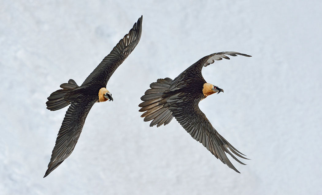 Bartgeier, Gipeto, Lammergeier, Bearded Vulture, Gypaète, Gypaetus barbatus, 