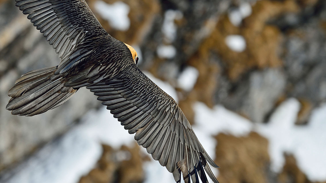 Bartgeier Schweiz Alpen fliegend Adult Gyaéte en vol Lammergeier Bearded Vulture Lämmera