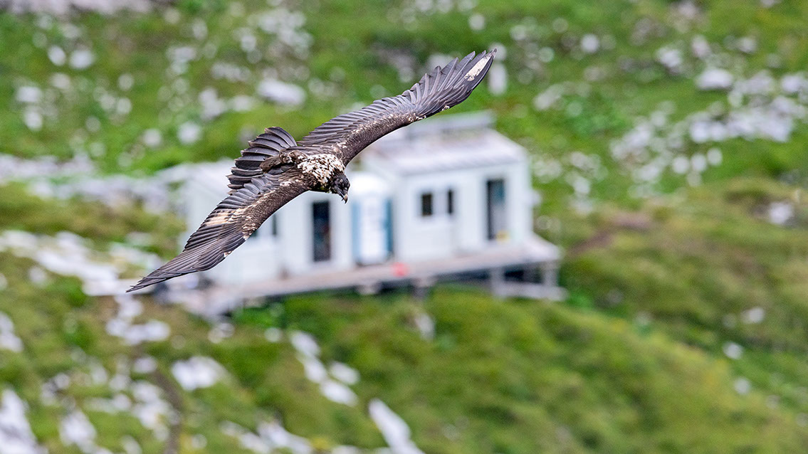 Bartgeier Bartgeier, Gypaète Barbu, Quebrantahuesos, Lämmergeier, Lammergeier,