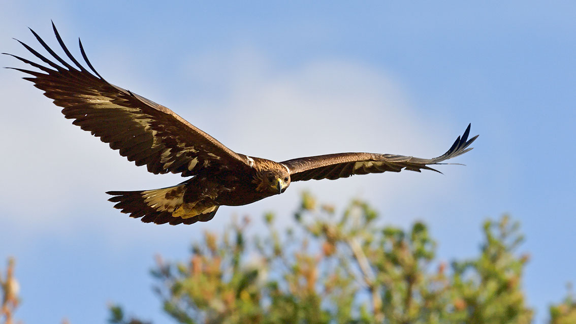 Bartgeier, Gypaète Barbu, Quebrantahuesos, Lämmergeier, Lammergeier, 