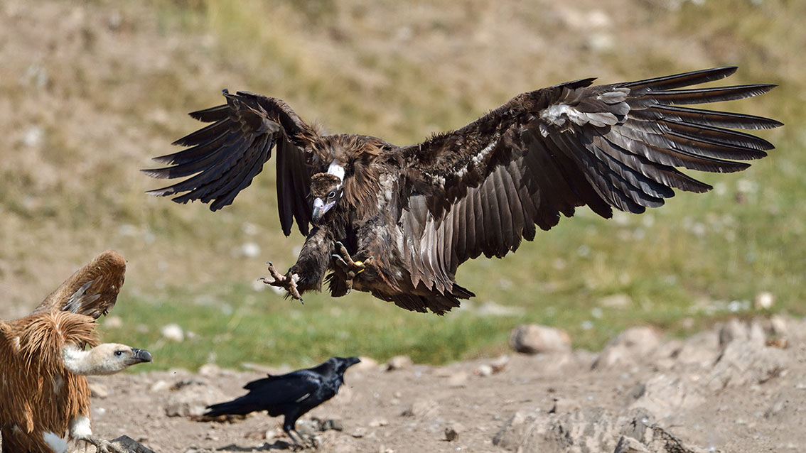 Bartgeier, Gypaète Barbu, Quebrantahuesos, Lämmergeier, Lammergeier, 