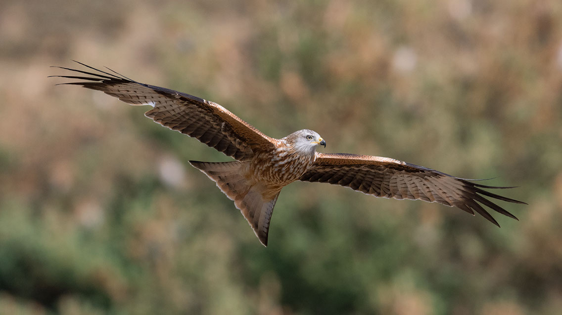 Bartgeier, Gypaète Barbu, Quebrantahuesos, Lämmergeier, Lammergeier, 