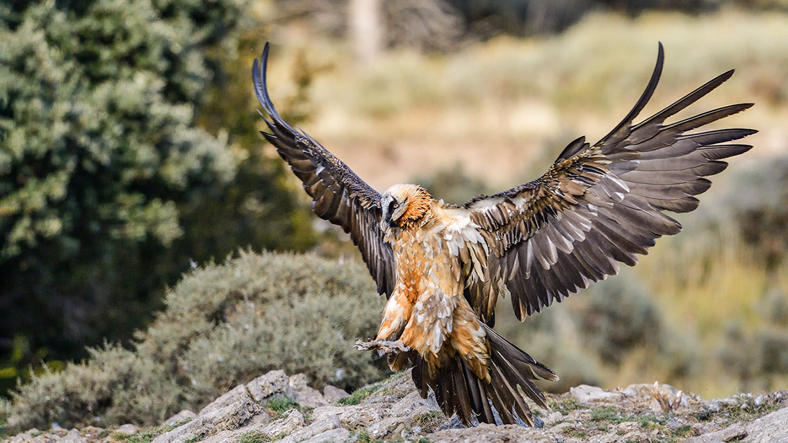 Bartgeier, Gypaète Barbu, Quebrantahuesos, Lämmergeier, Lammergeier, 