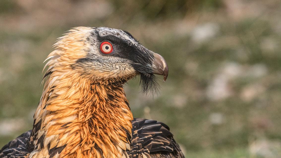 Bartgeier, Gypaète Barbu, Quebrantahuesos, Lämmergeier, Lammergeier, 