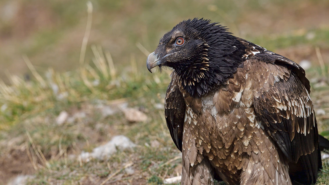 Bartgeier, Gypaète Barbu, Quebrantahuesos, Lämmergeier, Lammergeier, 