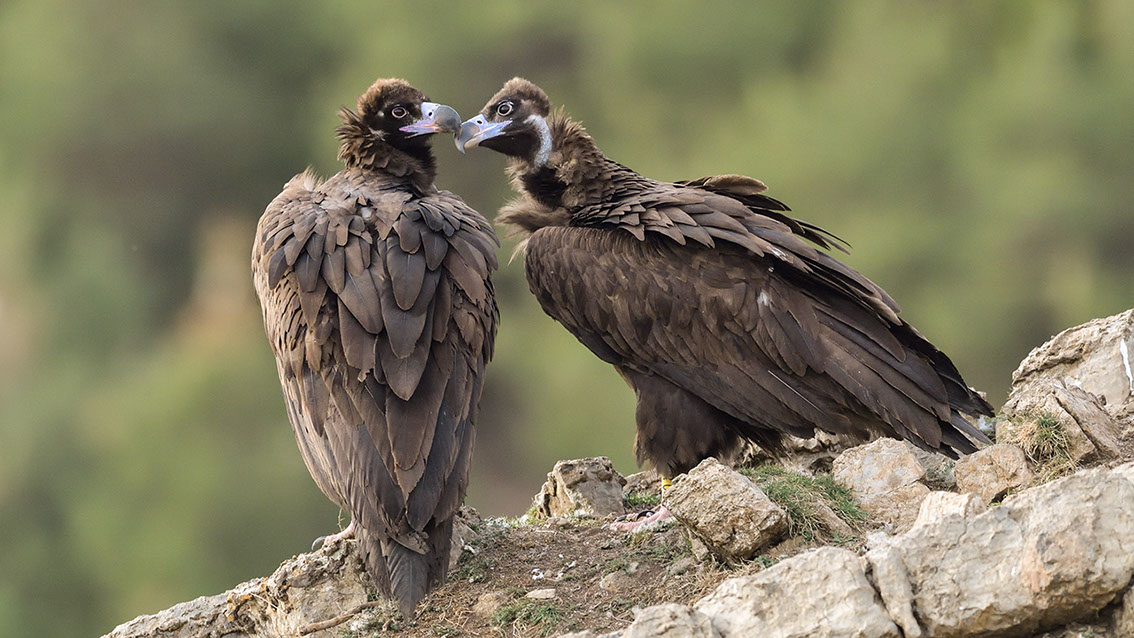 Bartgeier, Gypaète Barbu, Quebrantahuesos, Lämmergeier, Lammergeier, 