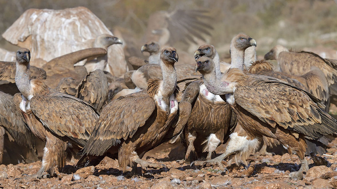 Bartgeier, Gypaète Barbu, Quebrantahuesos, Lämmergeier, Lammergeier, 