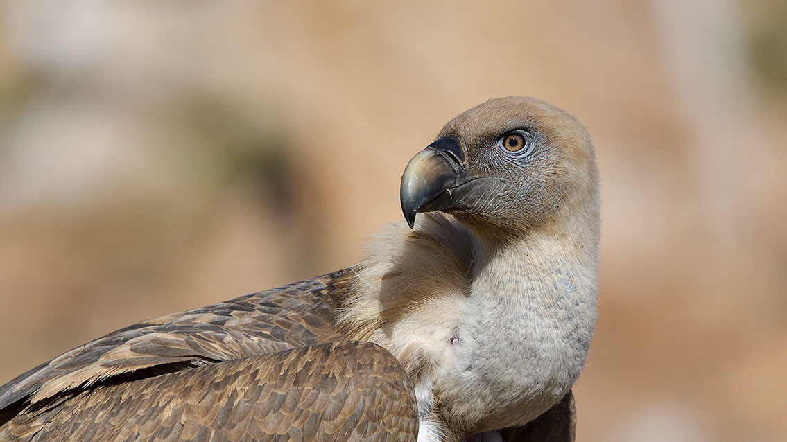 Bartgeier, Gypaète Barbu, Quebrantahuesos, Lämmergeier, Lammergeier, 