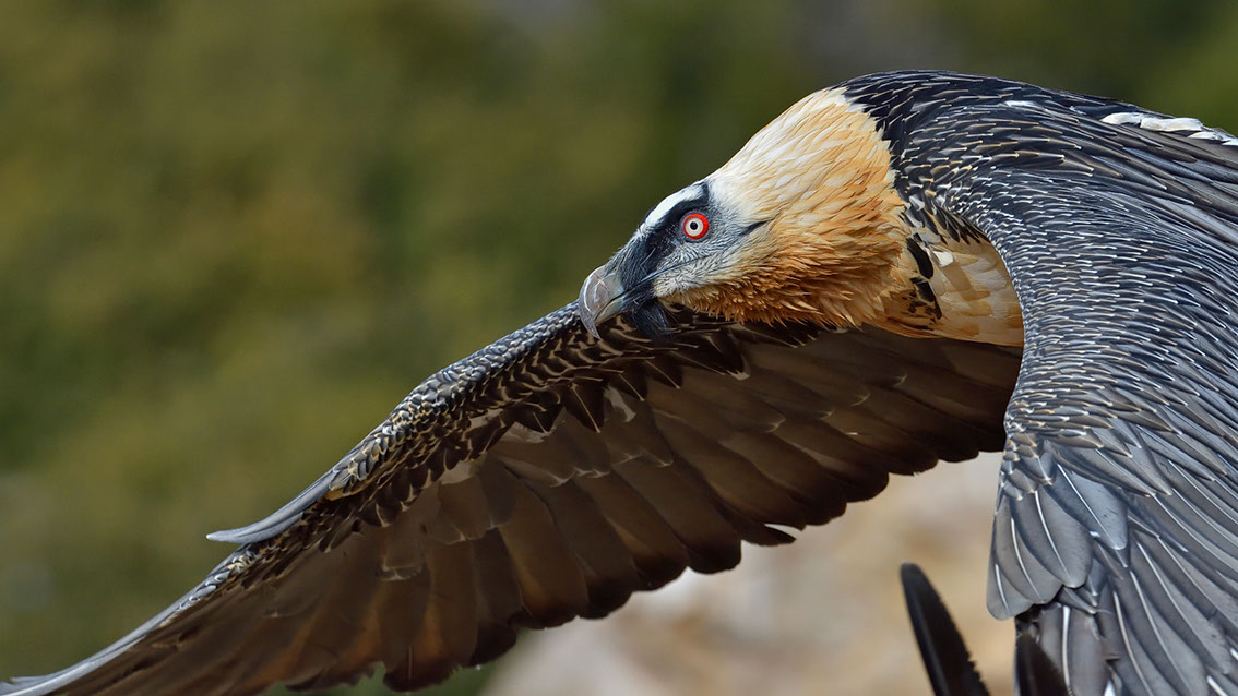 Bartgeier, Gypaète Barbu, Quebrantahuesos, Lämmergeier, Lammergeier, 