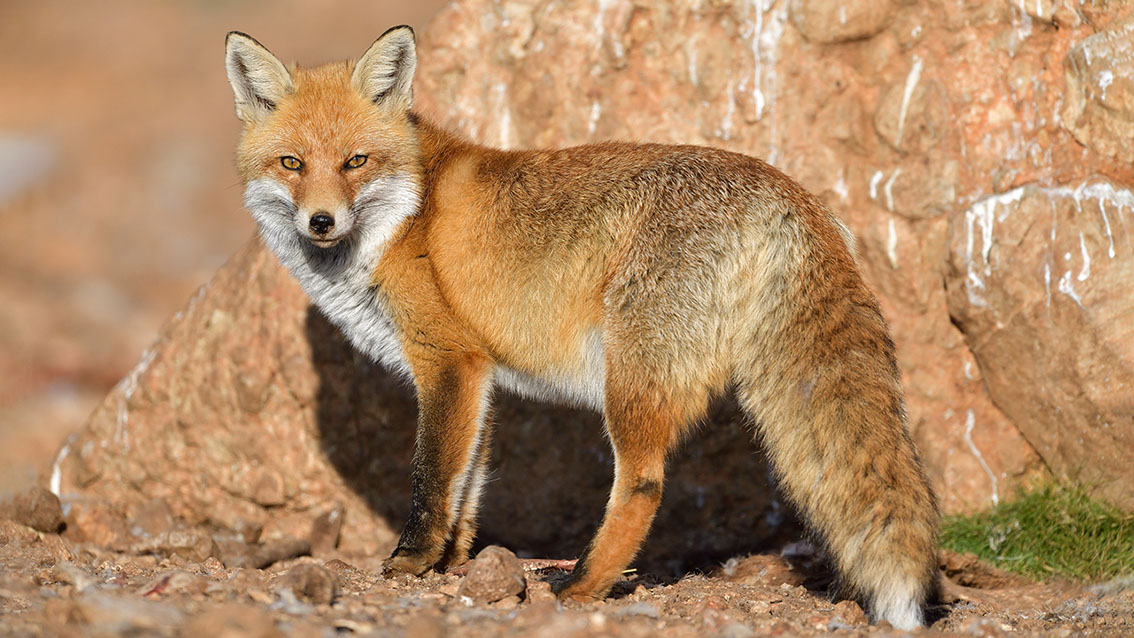 Bartgeier, Gypaète Barbu, Quebrantahuesos, Lämmergeier, Lammergeier, 