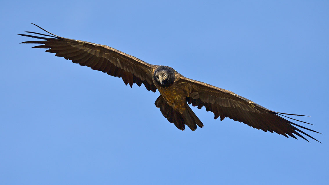 Bartgeier, Gypaète Barbu, Quebrantahuesos, Lämmergeier, Lammergeier, 