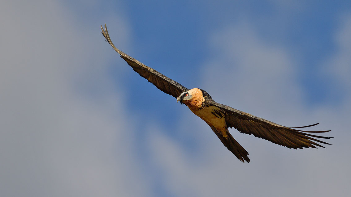 Bartgeier, Gypaète Barbu, Quebrantahuesos, Lämmergeier, Lammergeier, 