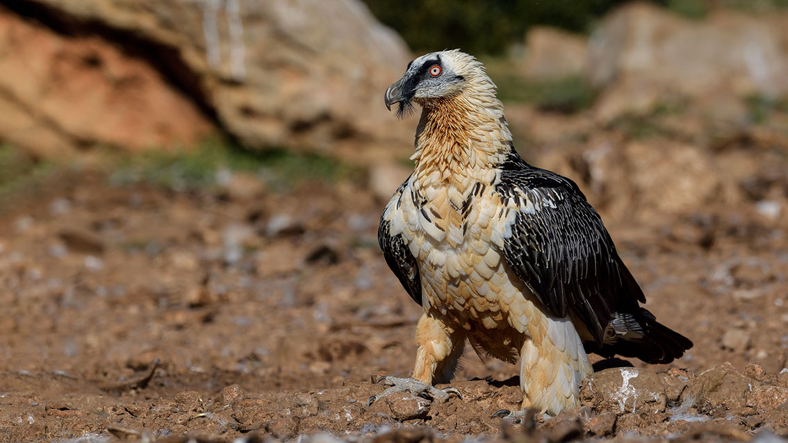Bartgeier, Gypaète Barbu, Quebrantahuesos, Lämmergeier, Lammergeier, 