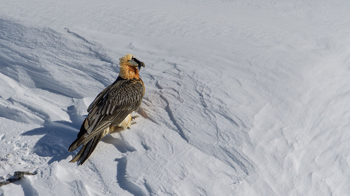 Bartgeier Schweiz Alpen fliegend Adult Gyaéte en vol Lammergeier Bearded Vulture