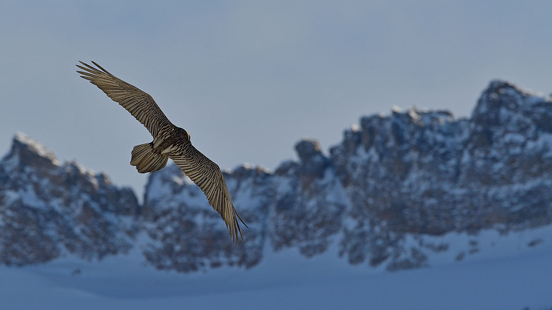 Bartgeier Schweiz Alpen fliegend Adult Gyaéte en vol Lammergeier Bearded Vulture