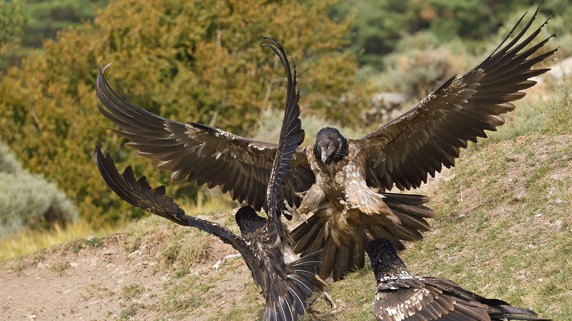 Bartgeier, Gypaète Barbu, Quebrantahuesos, Lämmergeier, Lammergeier, 