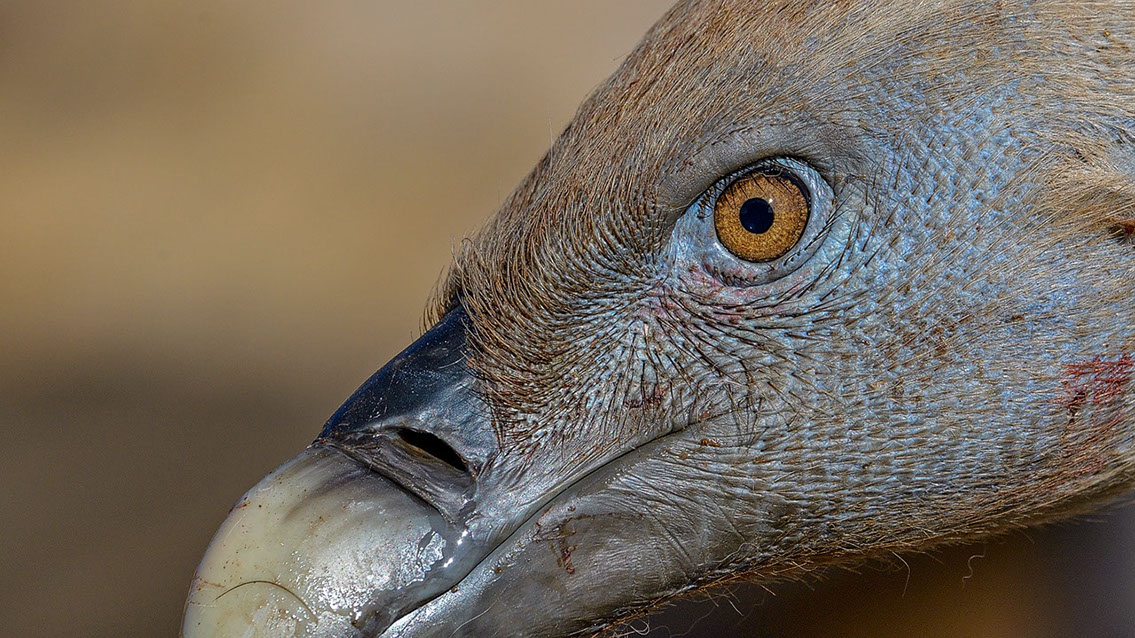 Bartgeier, Gypaète Barbu, Quebrantahuesos, Lämmergeier, Lammergeier, 