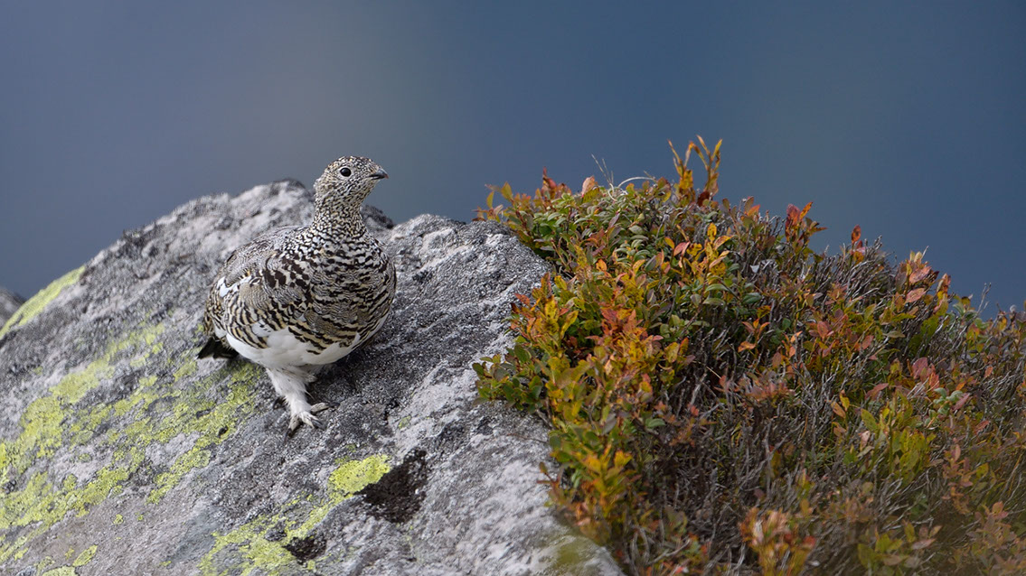 Bartgeier, Gypaète Barbu, Quebrantahuesos, Lämmergeier, Lammergeier, 