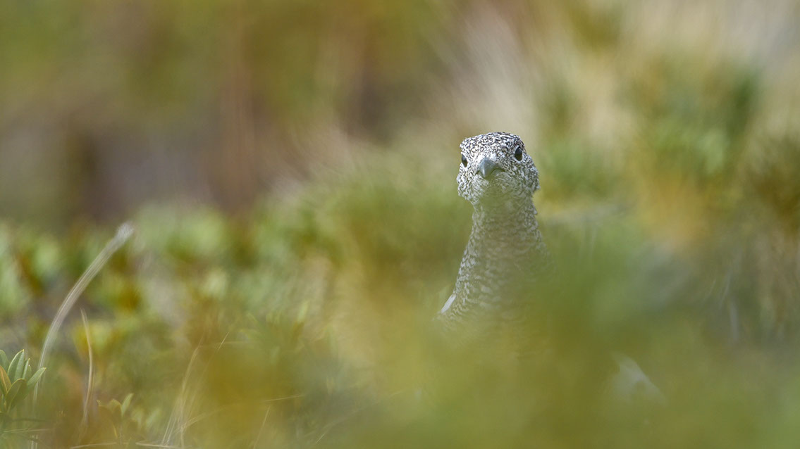Bartgeier, Gypaète Barbu, Quebrantahuesos, Lämmergeier, Lammergeier, 