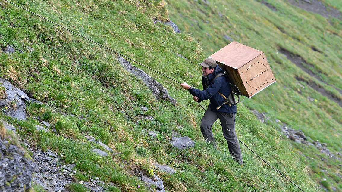 Bartgeier Bartgeier, Gypaète Barbu, Quebrantahuesos, Lämmergeier, Lammergeier,