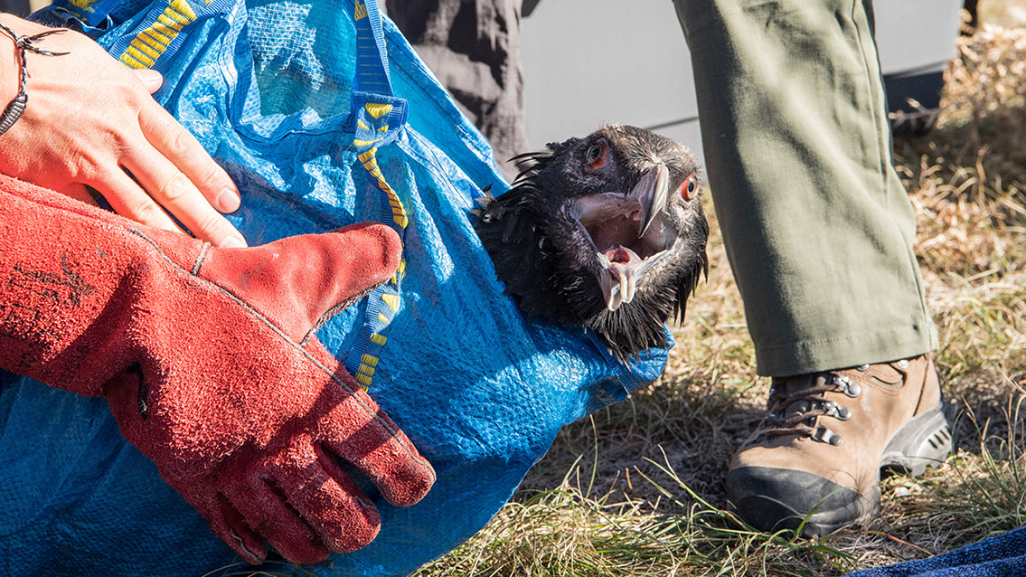 Bartgeier Bartgeier, Gypaète Barbu, Quebrantahuesos, Lämmergeier, Lammergeier,