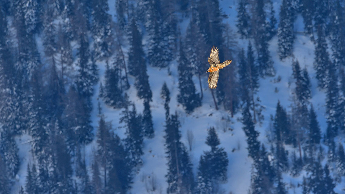 Bartgeier Schweiz Alpen fliegend Adult Gyaéte en vol Lammergeier Bearded Vulture