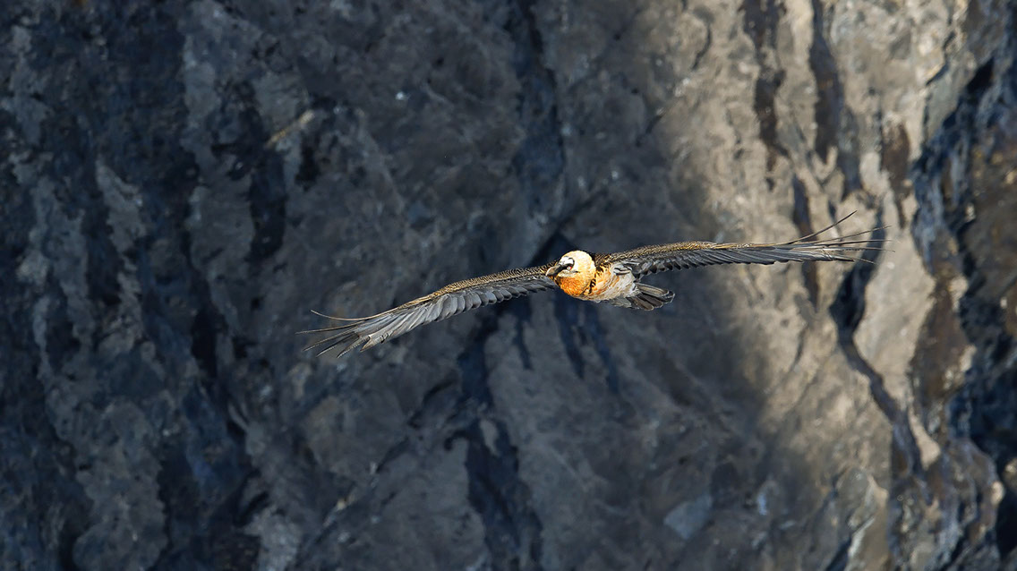 Bartgeier Schweiz Alpen fliegend Adult Gyaéte en vol Lammergeier Bearded Vulture