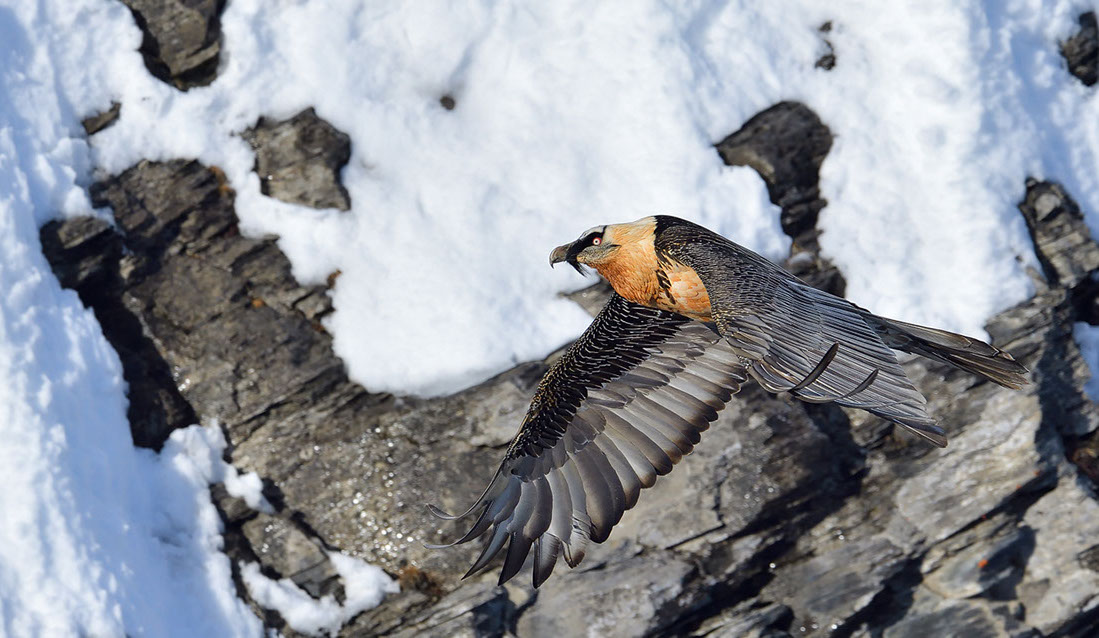 Bartgeier Schweiz Alpen fliegend Adult Gyaéte en vol Lammergeier Bearded Vulture