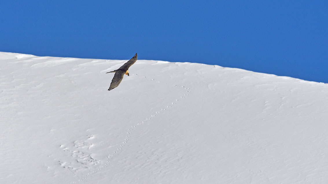 Bartgeier Schweiz Alpen fliegend Adult Gyaéte en vol Lammergeier Bearded Vulture