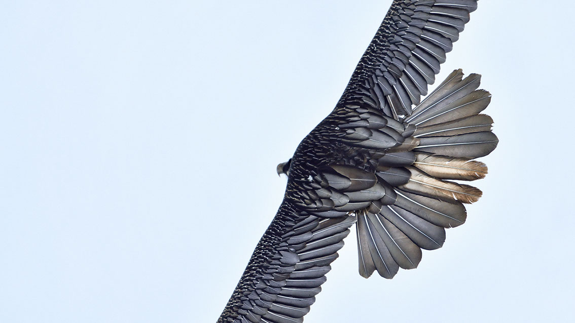 Bartgeier Schweiz Alpen fliegend Adult Gyaéte en vol Lammergeier Bearded Vulture