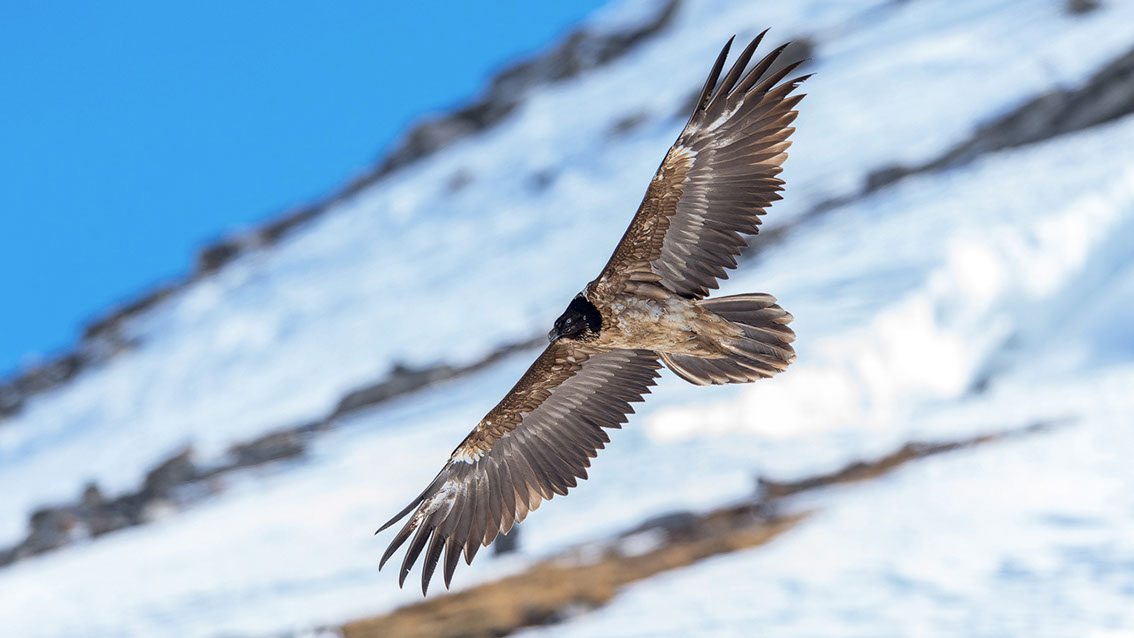 Bartgeier Schweiz Alpen fliegend Adult Gyaéte en vol Lammergeier Bearded Vulture