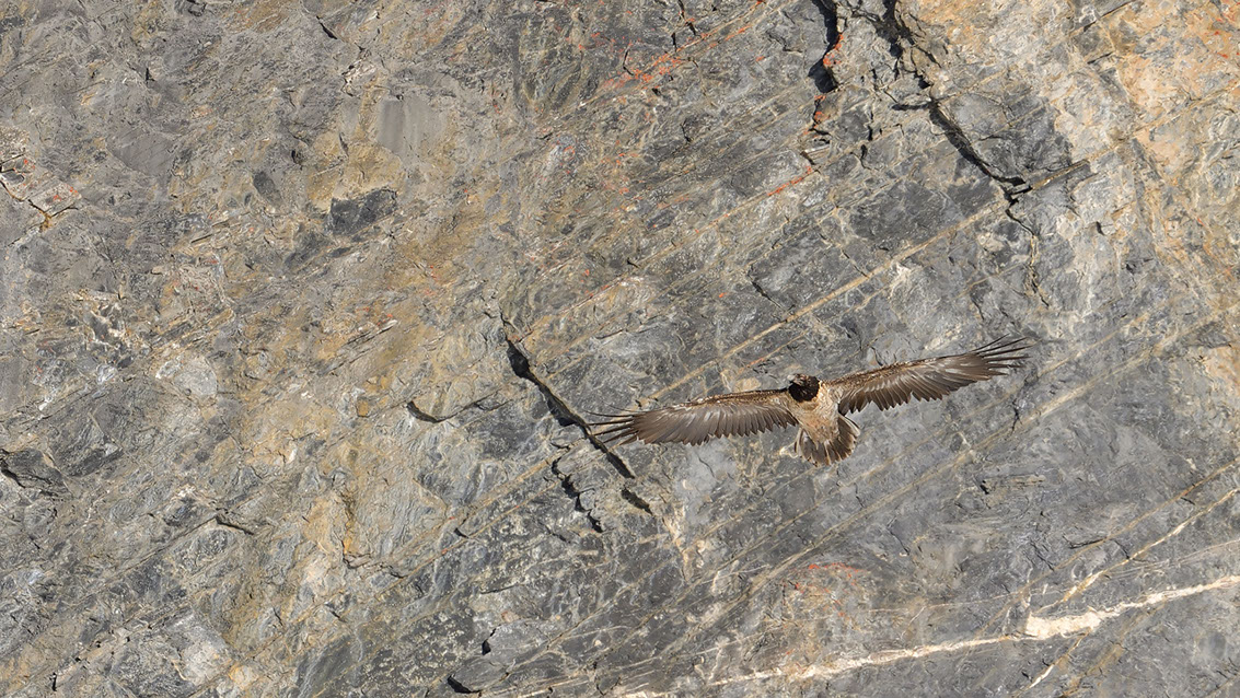 Bartgeier Schweiz Alpen fliegend Adult Gyaéte en vol Lammergeier Bearded Vulture