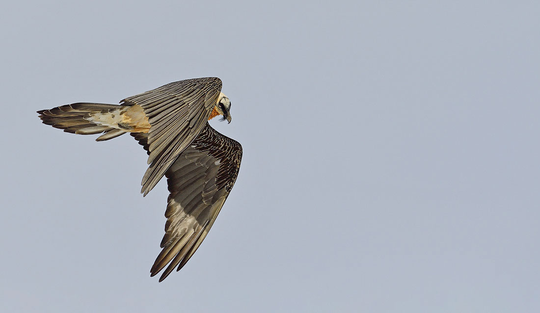 Bartgeier Schweiz Alpen fliegend Adult Gyaéte en vol Lammergeier Bearded Vulture
