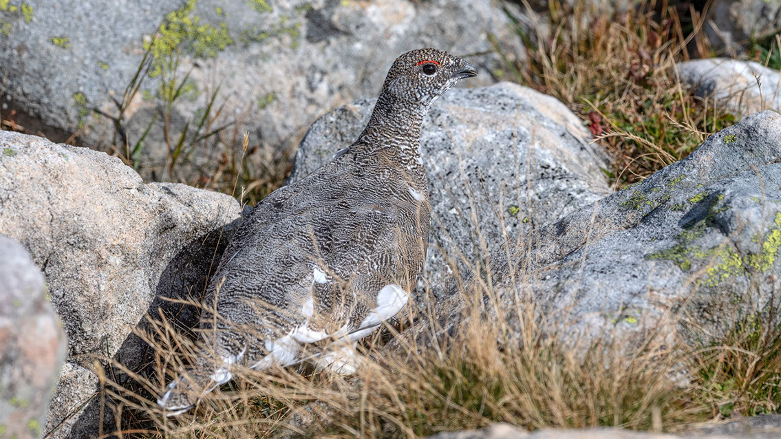 Bartgeier, Gypaète Barbu, Quebrantahuesos, Lämmergeier, Lammergeier, 