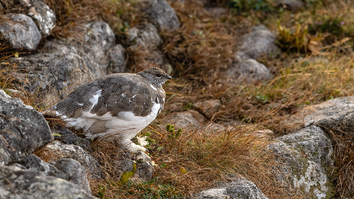 Bartgeier, Gypaète Barbu, Quebrantahuesos, Lämmergeier, Lammergeier, 