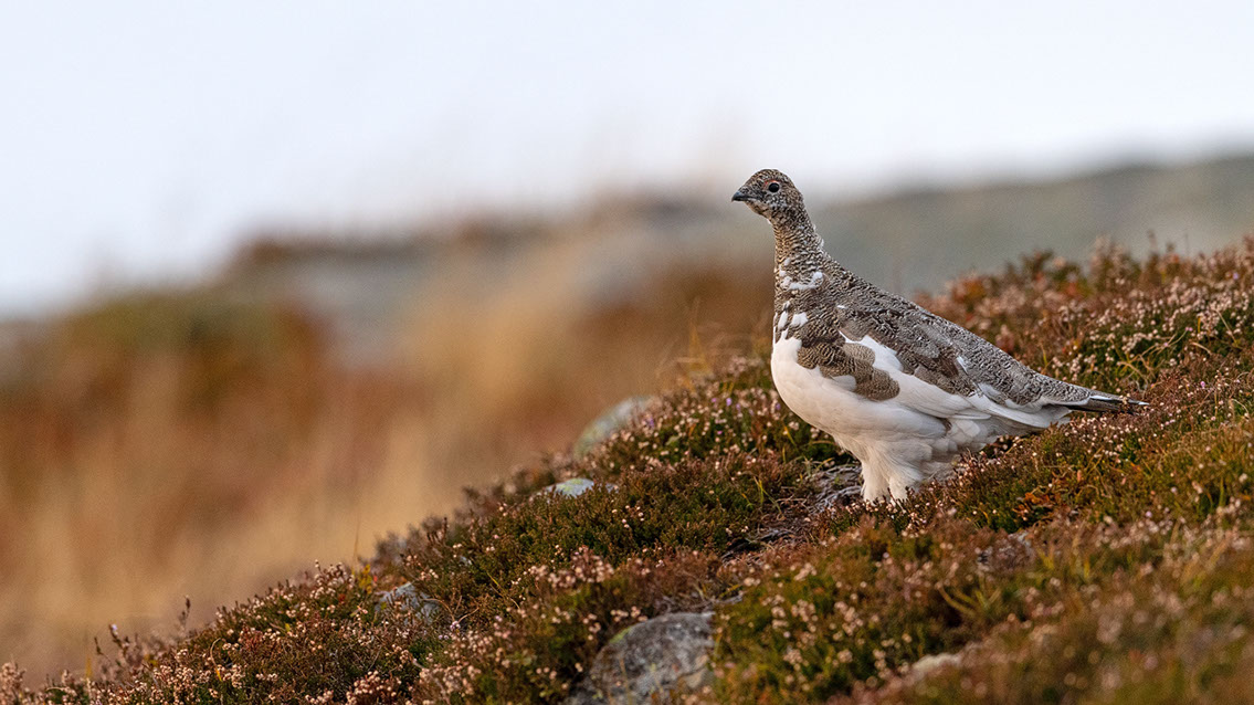 Bartgeier, Gypaète Barbu, Quebrantahuesos, Lämmergeier, Lammergeier, 